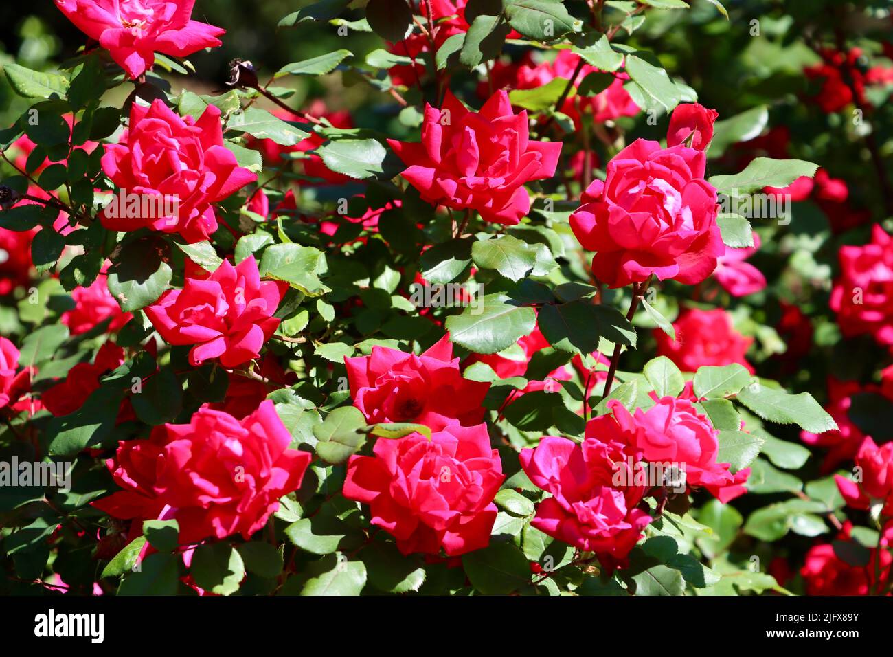 Roses rouges dans un jardin de Lakewood, Ohio, en mai 2022 Banque D'Images