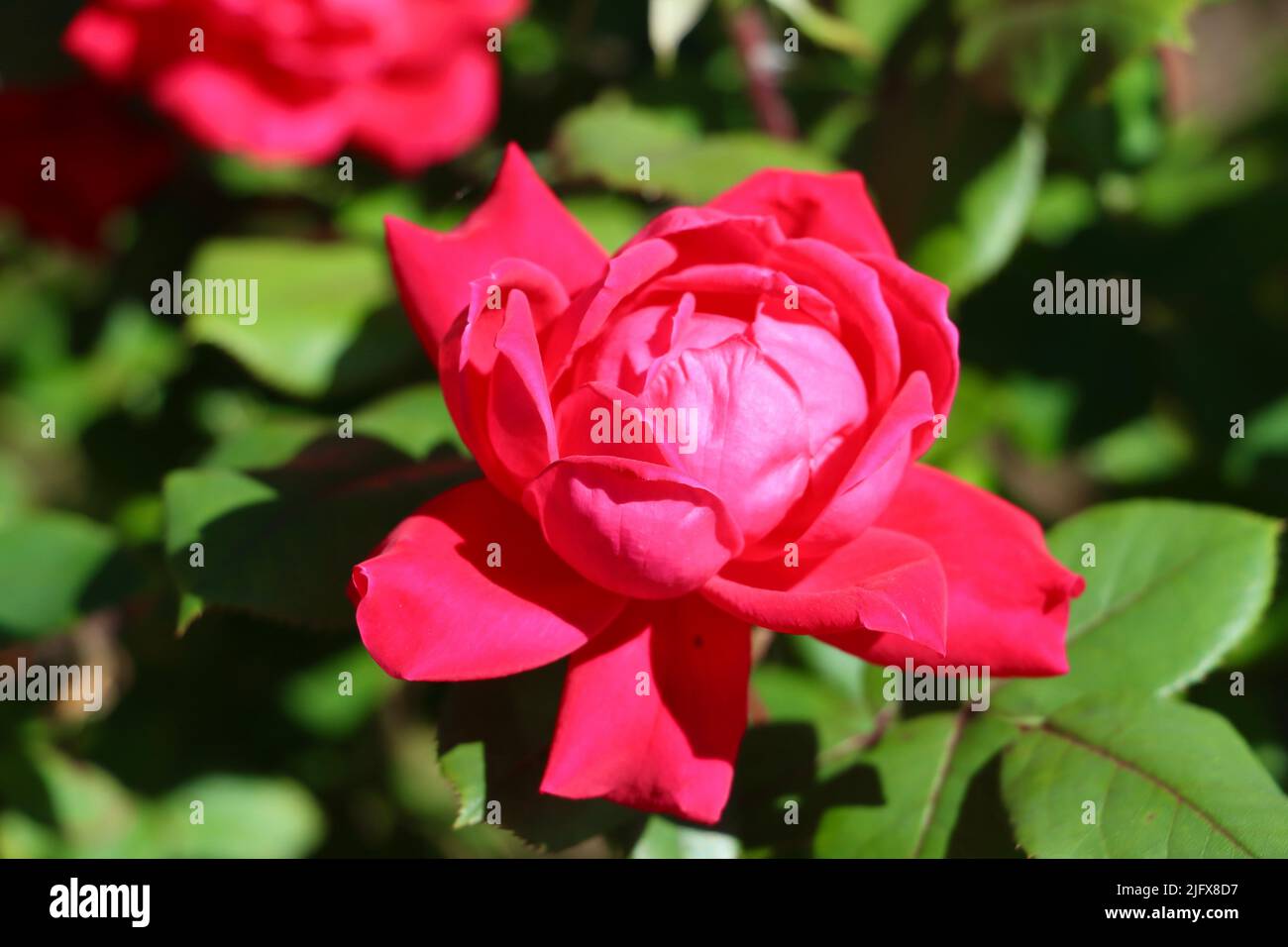 Roses rouges dans un jardin de Lakewood, Ohio, en mai 2022 Banque D'Images