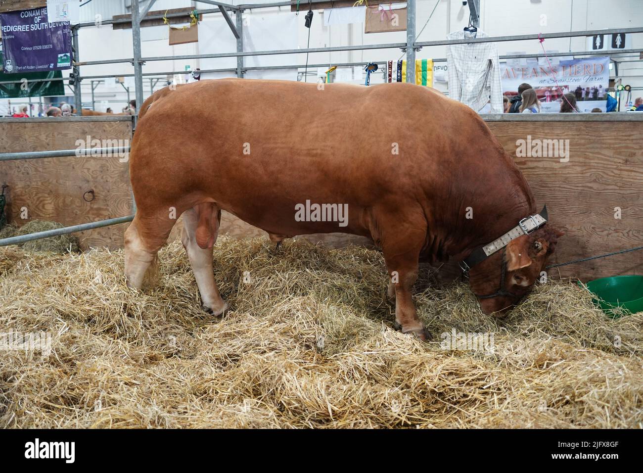 Exeter, Royaume-Uni - juillet 2022 : différentes races de bétail exposées au Devon County Show ont sondé le taureau Cilgwrwg en photo Banque D'Images