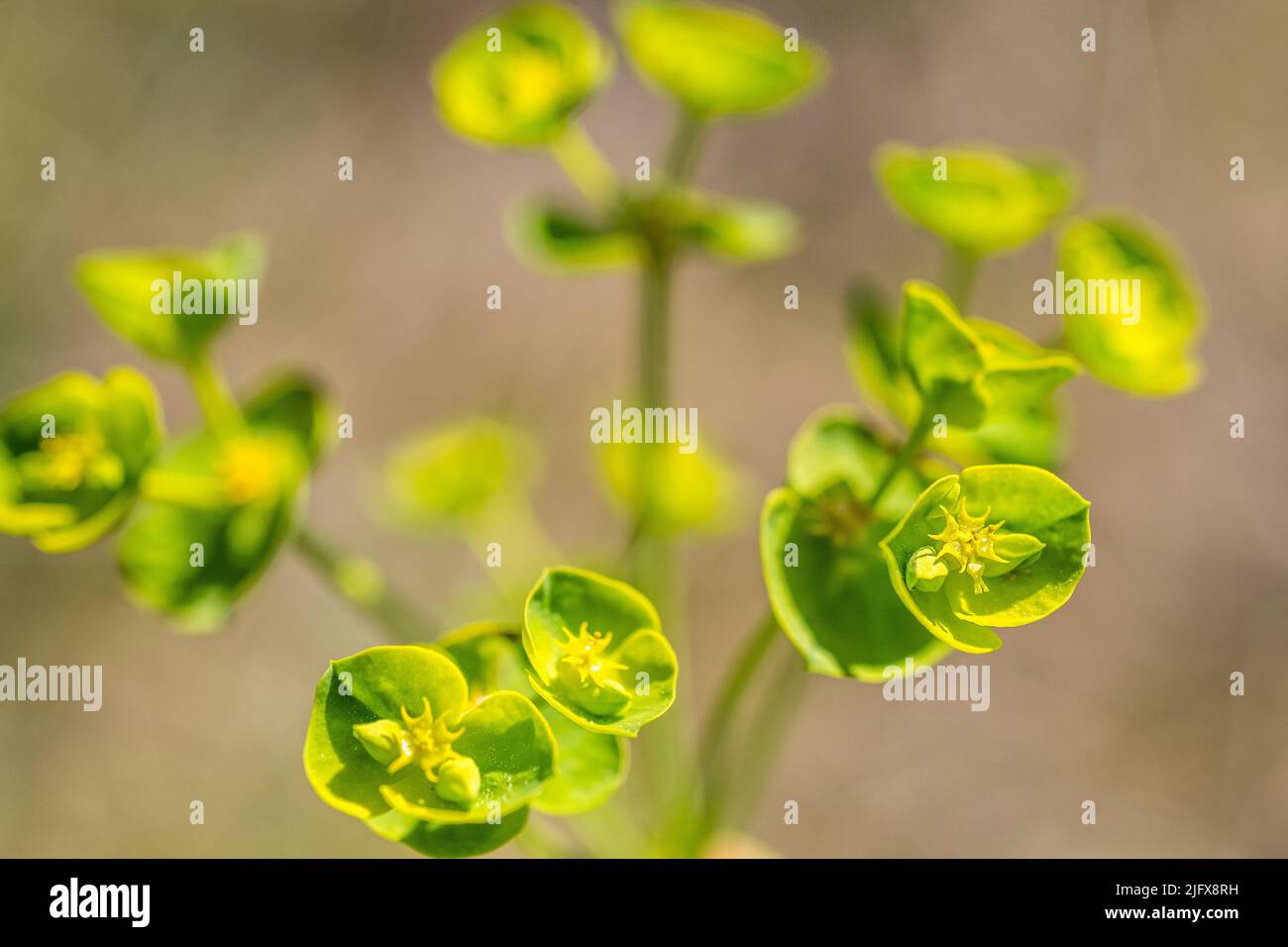 Euphorbia segetalis, le gerbe de grainfield, est une espèce d'herbe de la famille des Euphorbiaceae. Banque D'Images
