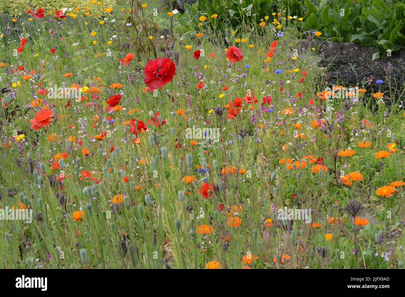 Magnifique bordure de fleurs avec beaucoup de fleurs sauvages indigènes au château de Earlwhil 16th siècle, Leuchars, Fife, Écosse, juillet 2022, Jardins ouverts Banque D'Images