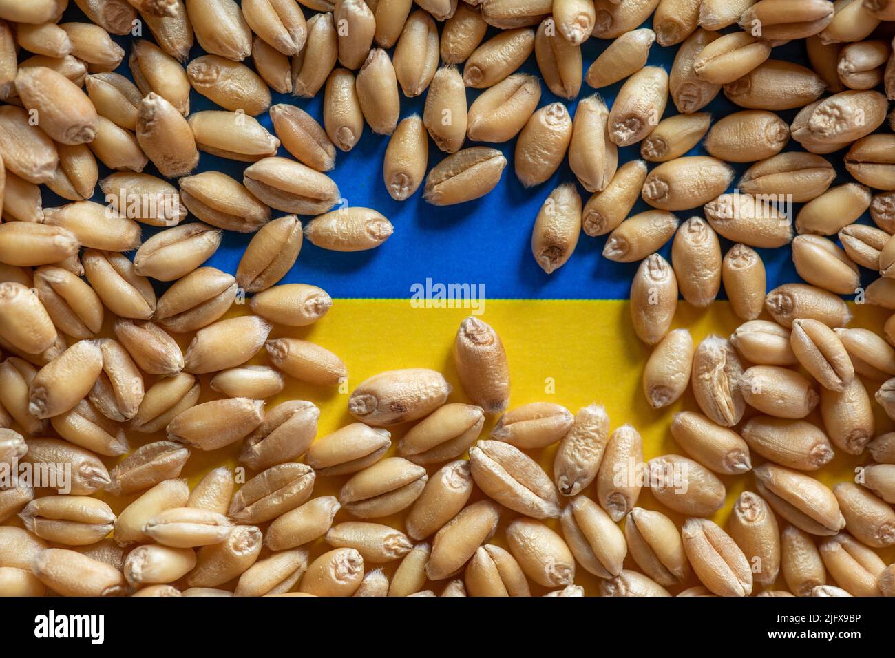 Grain de blé sur le drapeau de l'Ukraine. Concept de problèmes d'exportation flottants de grain Banque D'Images