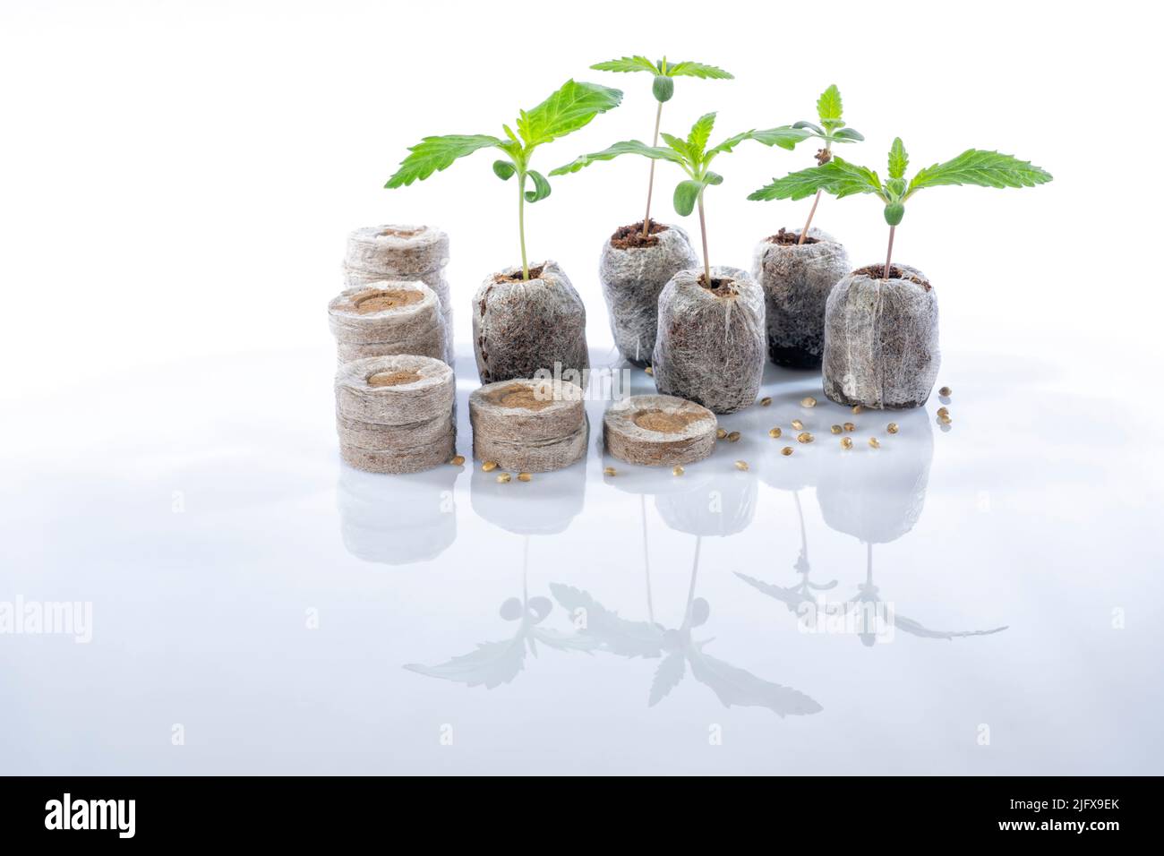 Plusieurs Jiffys germent des graines de cannabis avec une plante déjà née comme exemple isolée sur blanc avec réflexion sur le sol Banque D'Images