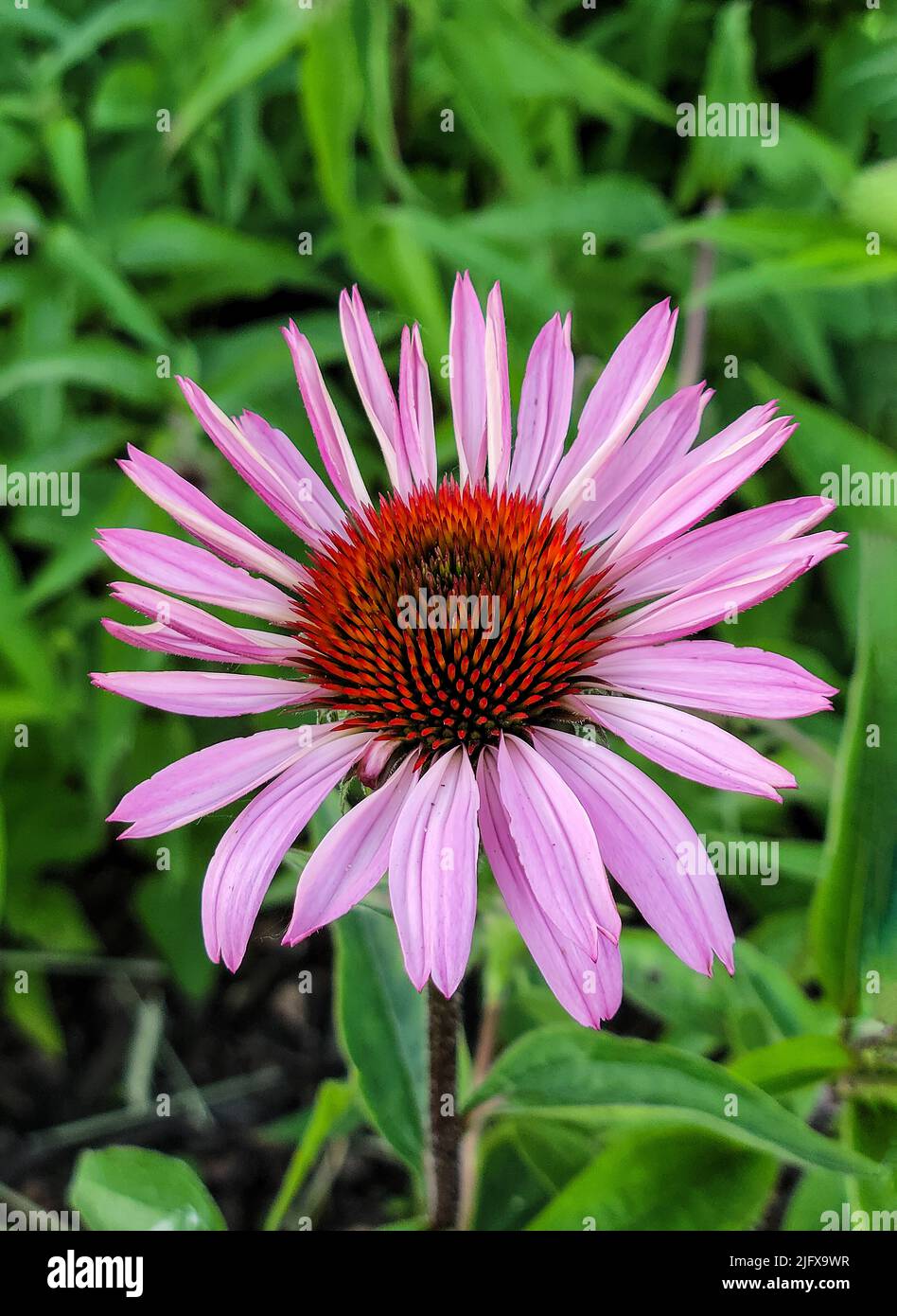 Gros plan d'une fleur conique rose dans un jardin d'été Banque D'Images