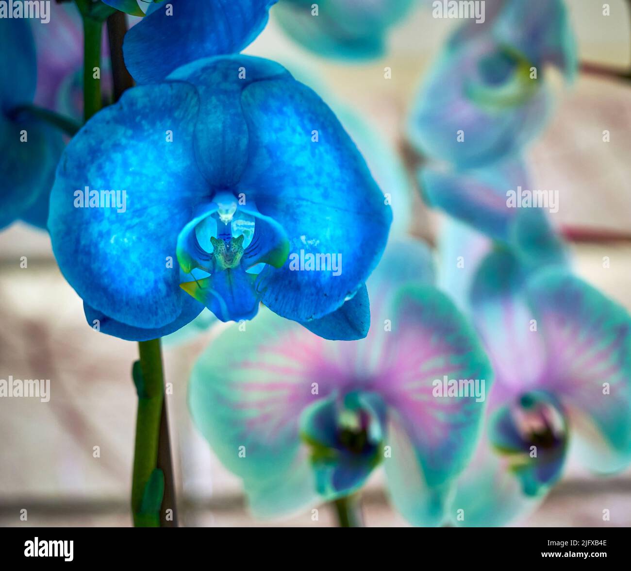 Fleurs d'orchidées colorées et exsotiques en pleine fleur. Banque D'Images