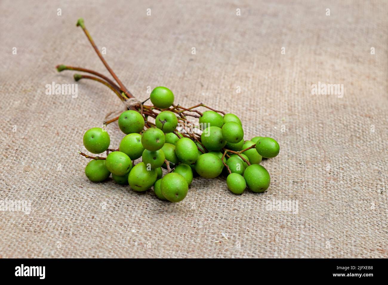 Graines de Neem Tree sur fond de jute. Fruits de la plante de Neem. Herbes médicinales ayurvédiques. Neem utilisation de fruits pour le traitement ayurveda. Banque D'Images