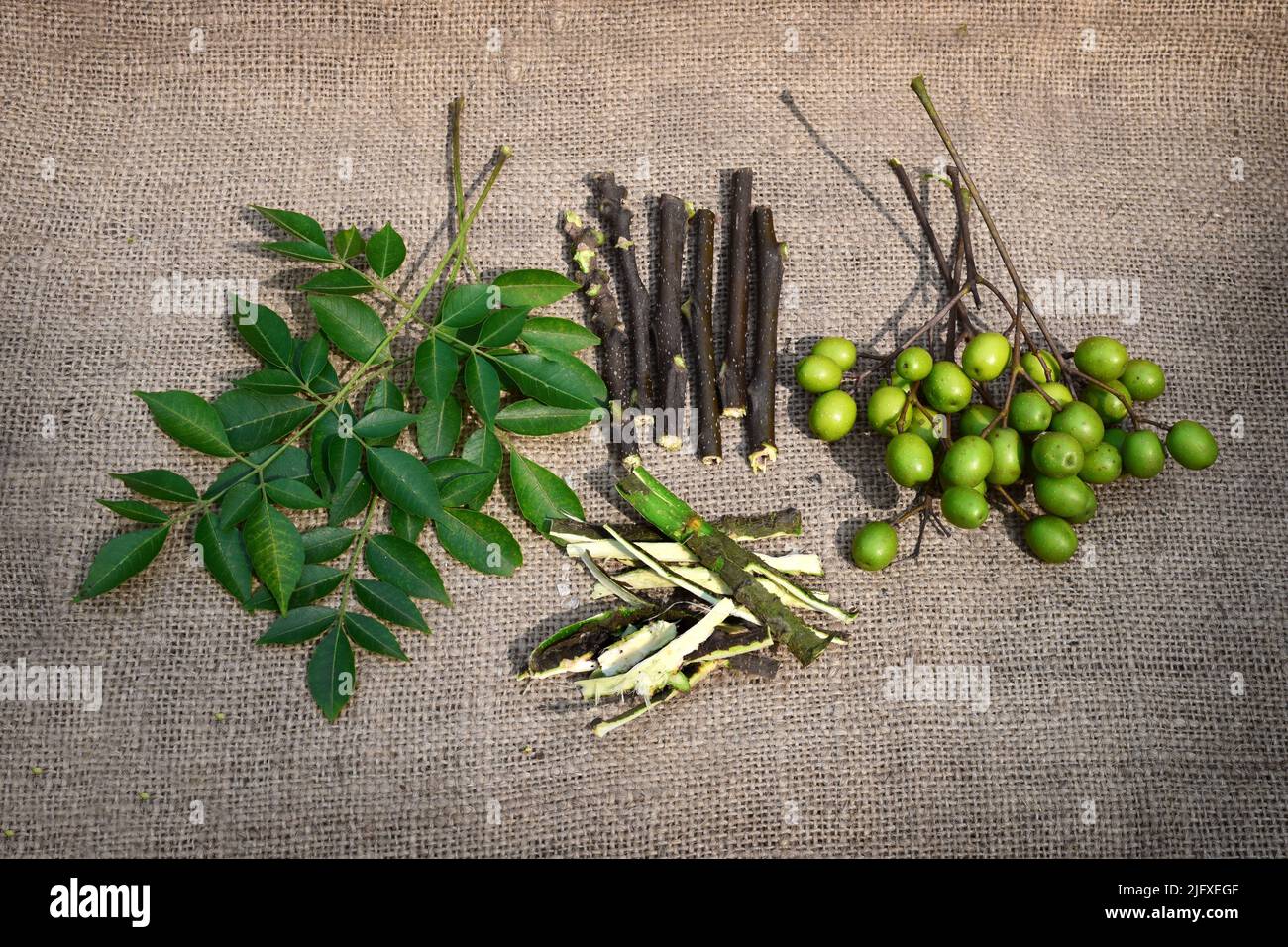 Neem fruits et feuilles pour les herbes médicinales ayurvédiques. Banque D'Images