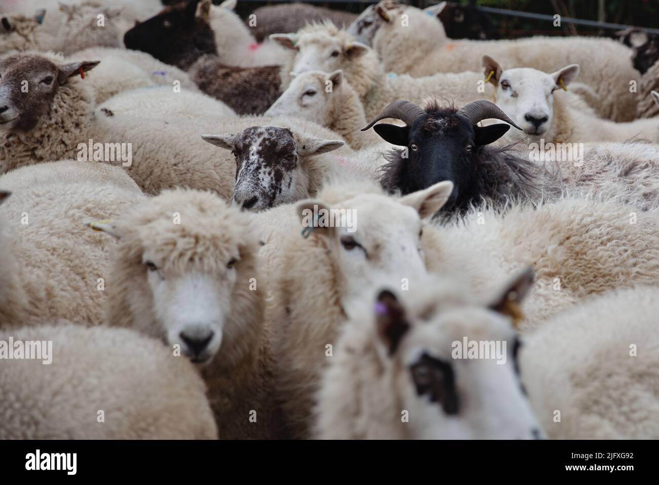 Un mouton noir parmi un troupeau de blancs Banque D'Images