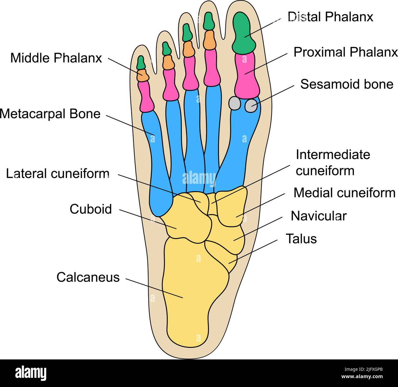 Anatomie des os du pied humain avec descriptions. Schéma pédagogique de l