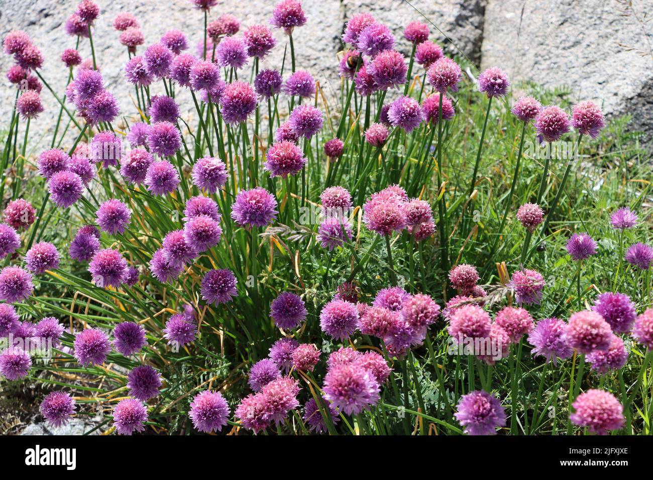 Fleurs d'oignon sauvage sur une île de l'archipel de Fjällbacka en juin 2022 Banque D'Images