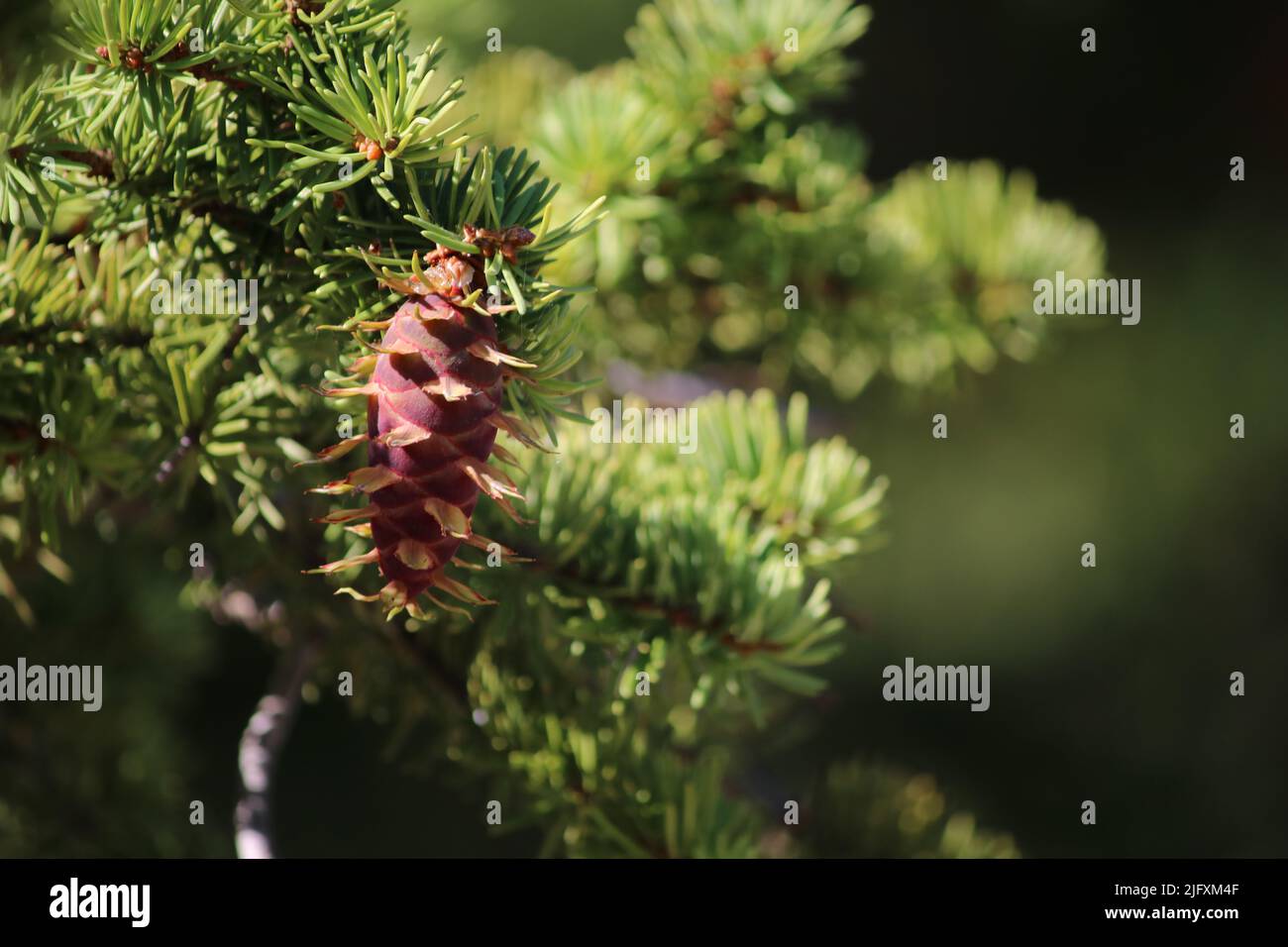 Vue rapprochée du nouveau Douglas brun rougeâtre 'cône de pin' avec des bractées jaunâtres, pendantes, aiguilles vertes vibrantes qui poussent autour des branches Banque D'Images