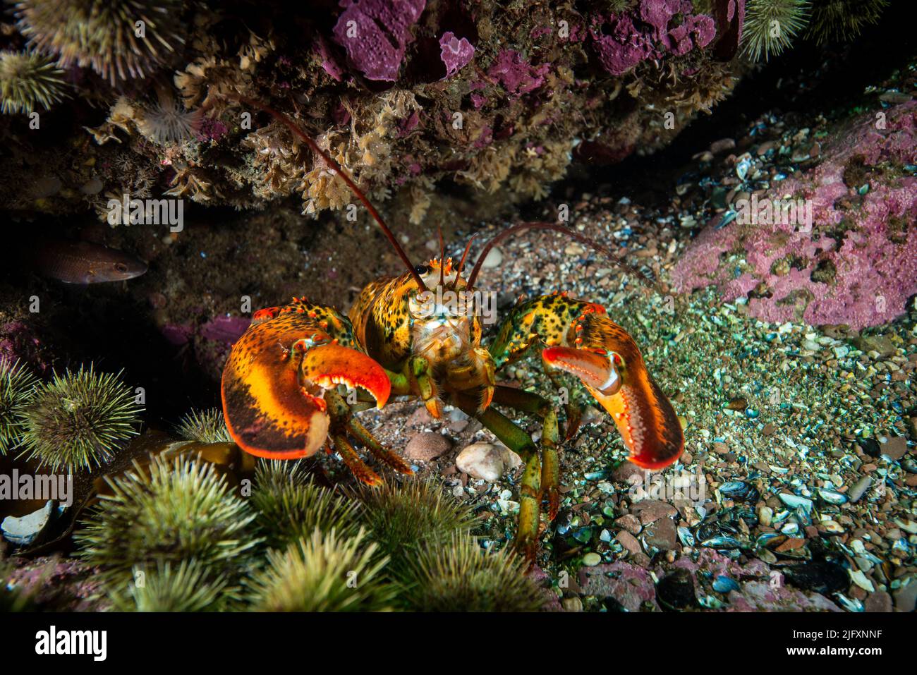 Homard américain sous-marin pour la nourriture sur un fond rocheux du golfe du Saint-Laurent. Banque D'Images