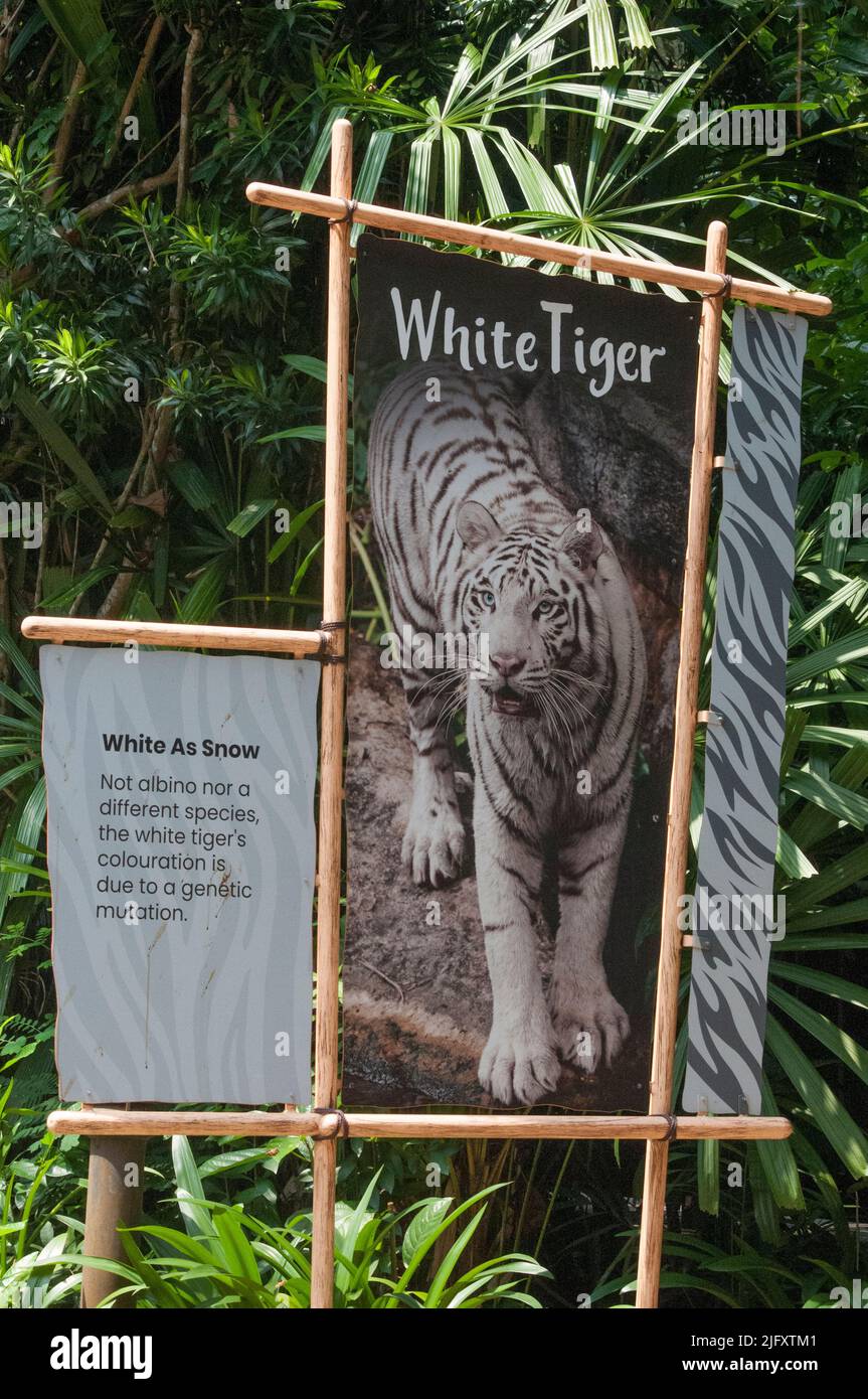 Bannière annonçant le tigre blanc de Malaisie à la réserve naturelle de Mandai, au zoo de Singapour Banque D'Images