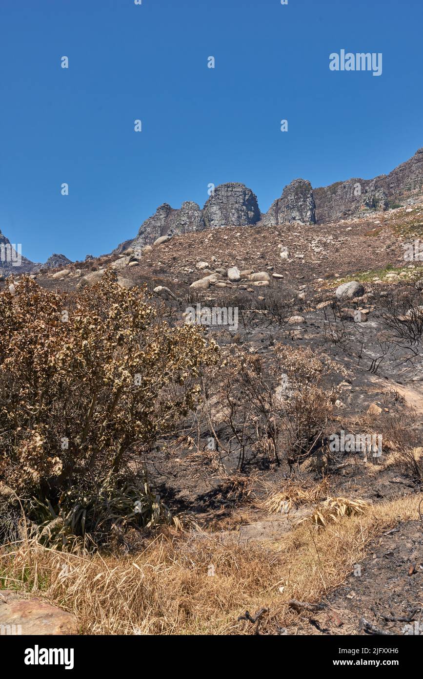 Les séquelles d'un paysage de montagne naturel détruit par la destruction des feux de forêt sur la montagne de table au Cap, en Afrique du Sud. Buissons et arbustes brûlés Banque D'Images