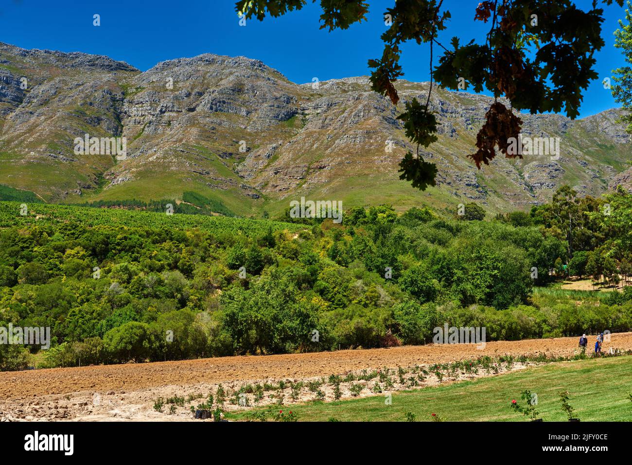 Une ferme verdoyante avec une montagne en arrière-plan et un espace d'imitation. Un vignoble en saison de récolte avec des buissons verts. Agriculture durable, fraîche Banque D'Images