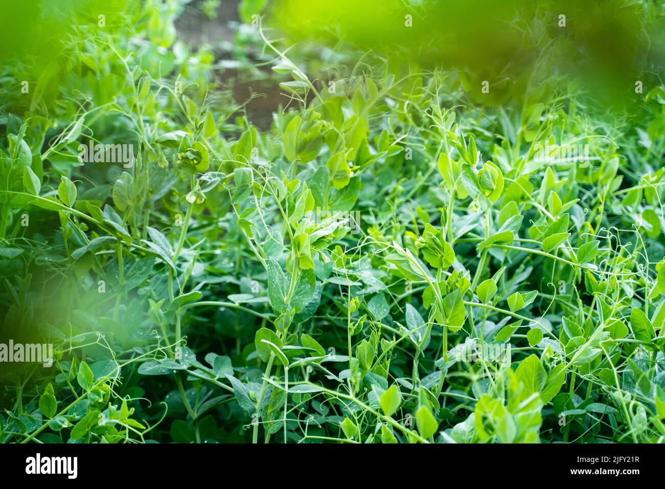 Les plantes de pois verts poussent sur le lit de jardin de la maison de près Banque D'Images