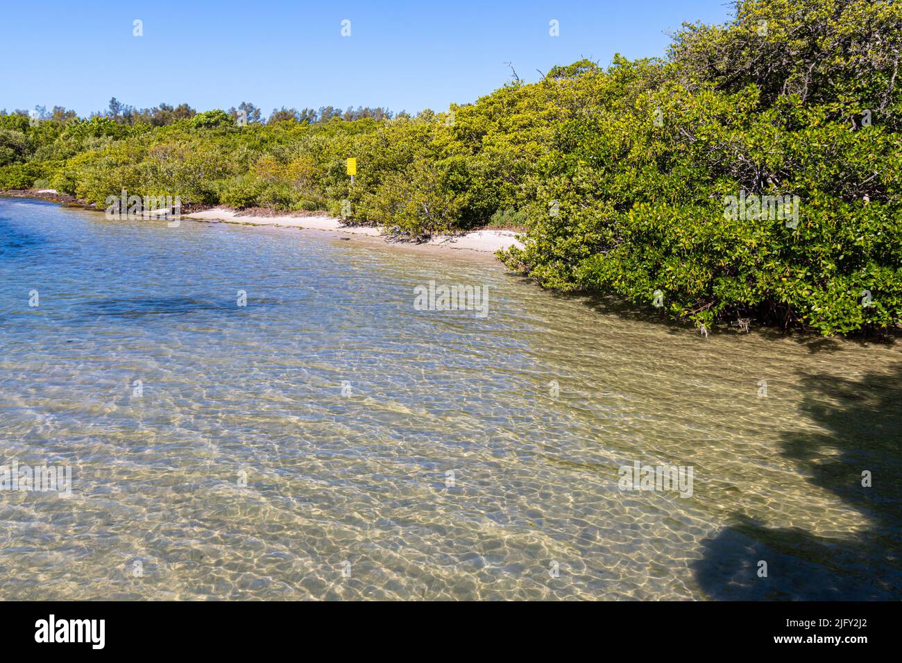Forêt de mangroves sur Sarasota Bay, Leffis Key Preserve, Bradenton Beach, Floride, États-Unis Banque D'Images