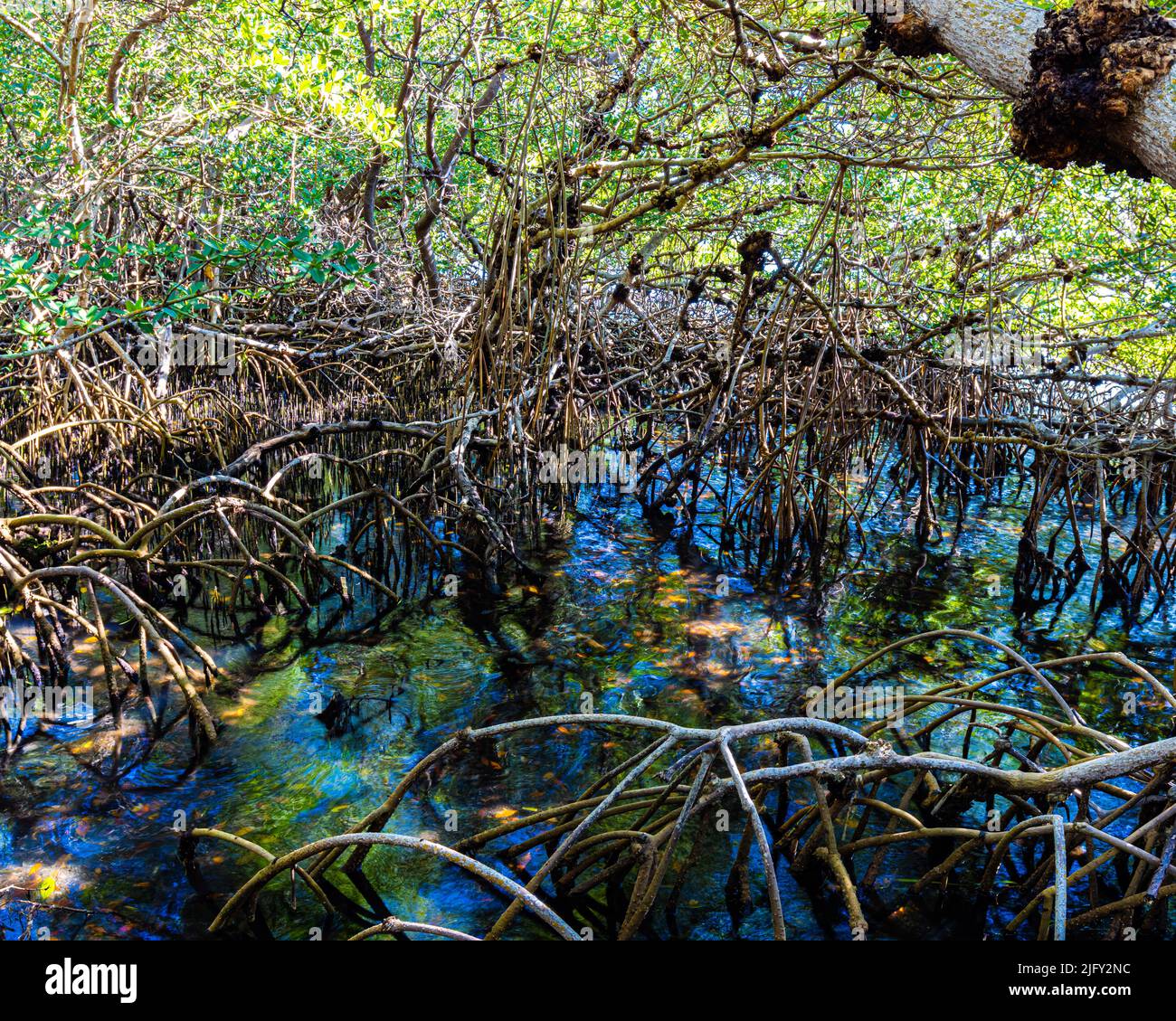 Forêt de mangroves sur Sarasota Bay, Leffis Key Preserve, Bradenton Beach, Floride, États-Unis Banque D'Images