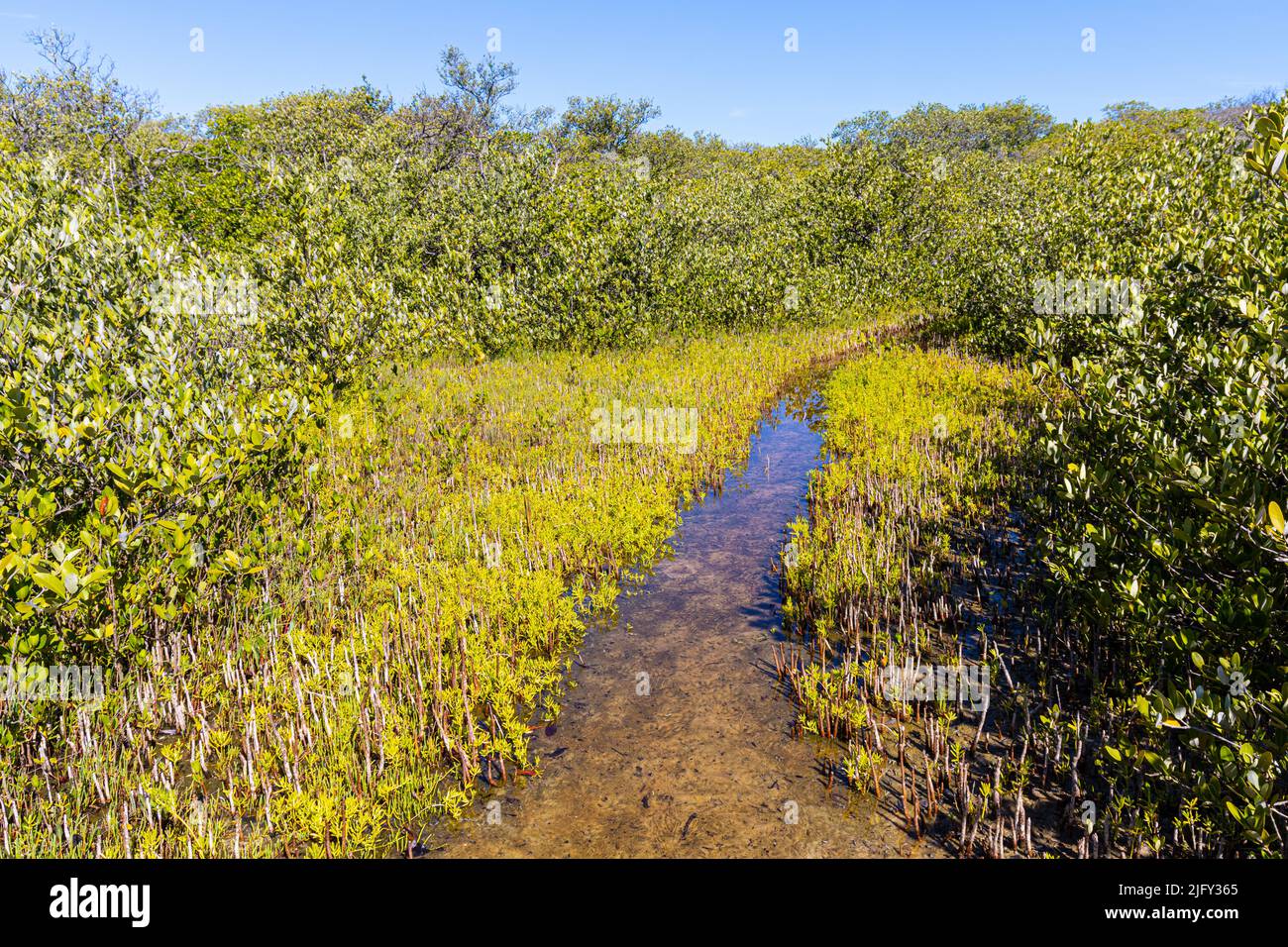 Sentier inondé à travers la forêt de mangroves à Leffis Key Preserve, Bradenton Beach, Floride, États-Unis Banque D'Images