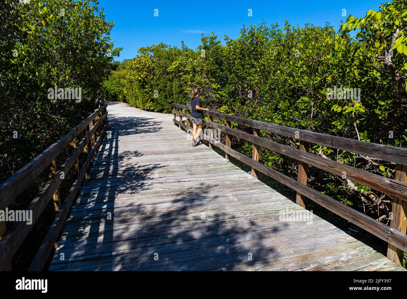 Promenade à travers la forêt de mangroves sur Sarasota Bay, Leffis Key Preserve, Bradenton Beach, Floride, États-Unis Banque D'Images