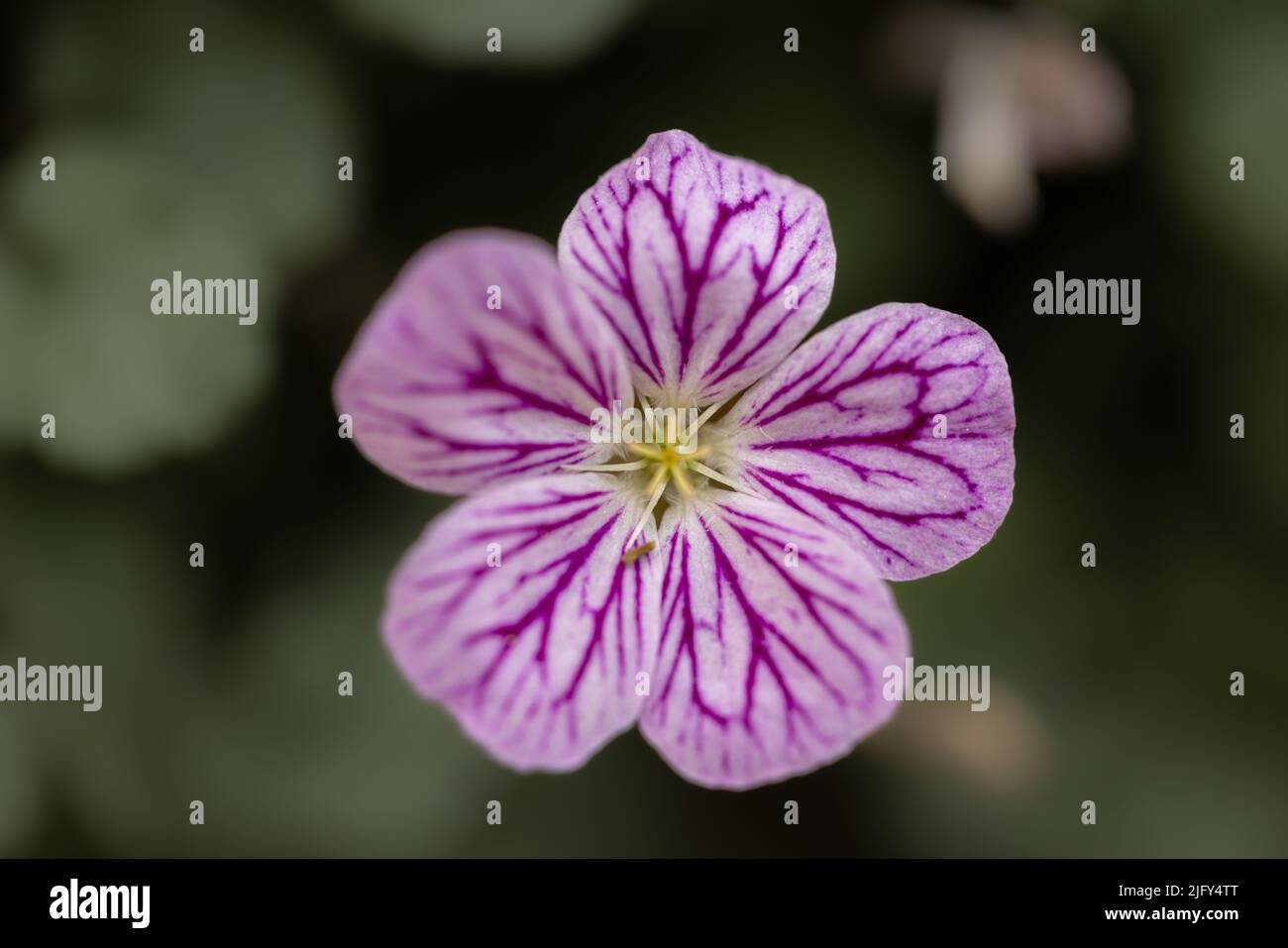 Gros plan de fleur rose Erodium corsicum avec fond flou à RHS Garden Harlow Carr, Harrogate, Yorkshire, Royaume-Uni Banque D'Images