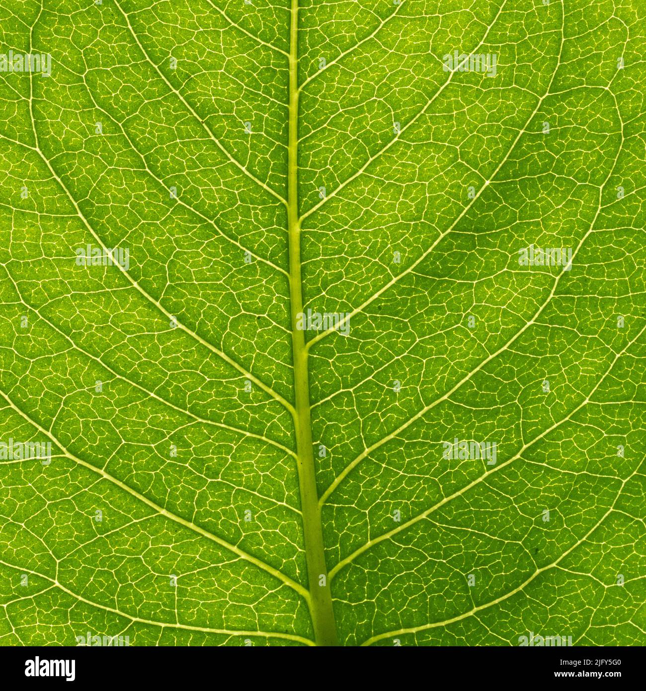 Vue macro de la feuille verte avec nervures Banque D'Images