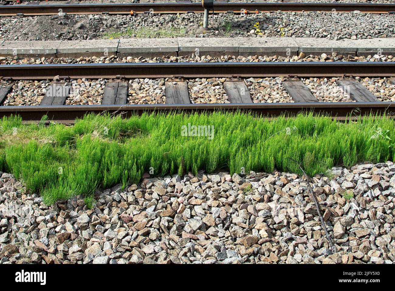 Chemin de fer avec herbe verte au printemps Banque D'Images