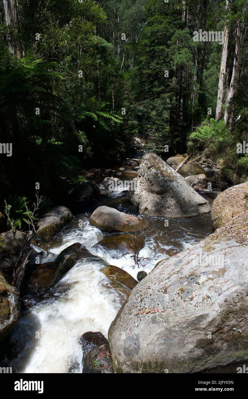 La rivière Toorongo est une rivière sauvage de montagne qui traverse les forêts et traverse des cascades, près de Noojee dans le Gippsland, Victoria, Australie. Banque D'Images