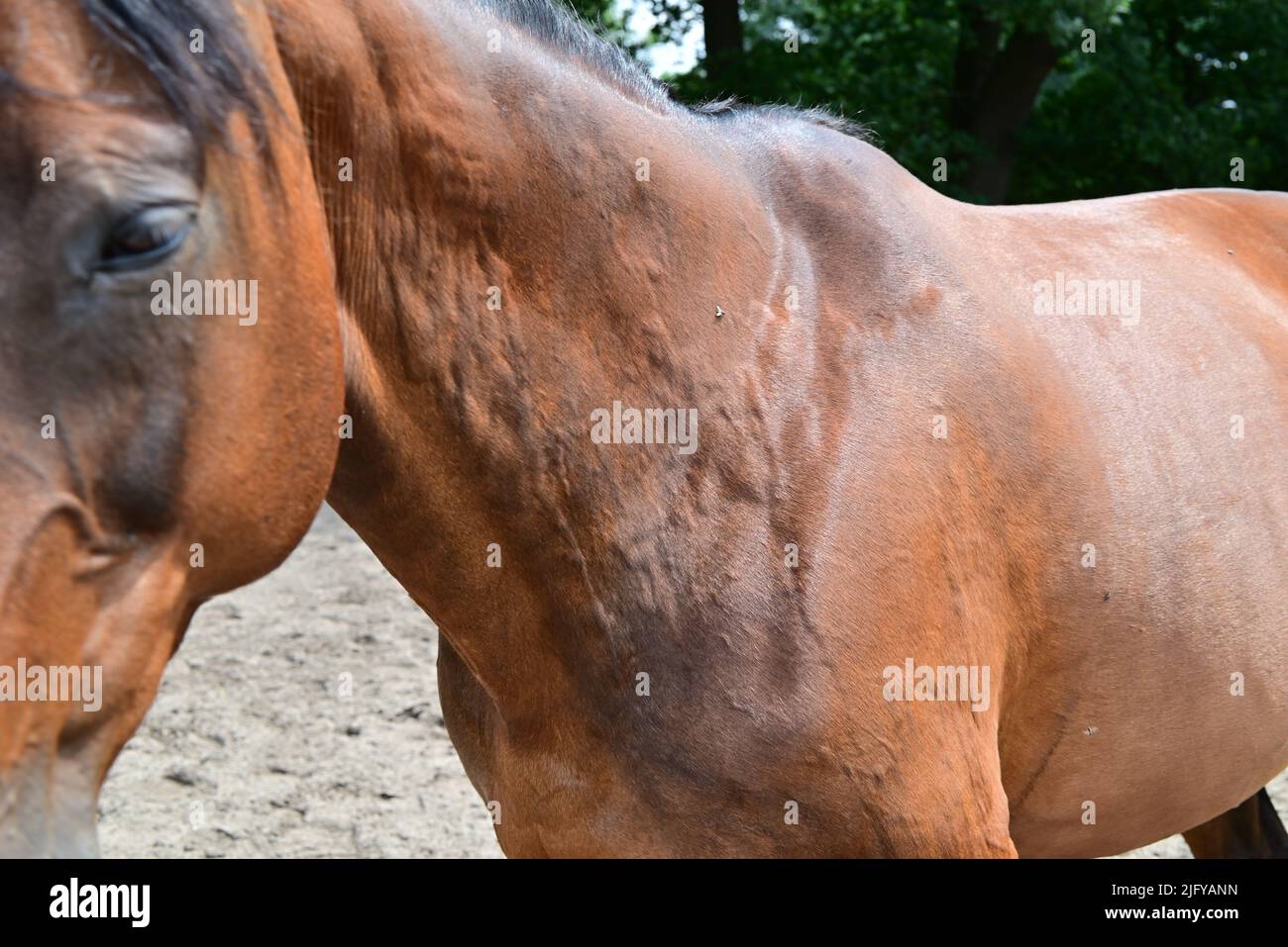 Urticaire ou roues allergiques sur le cou d'un cheval Banque D'Images