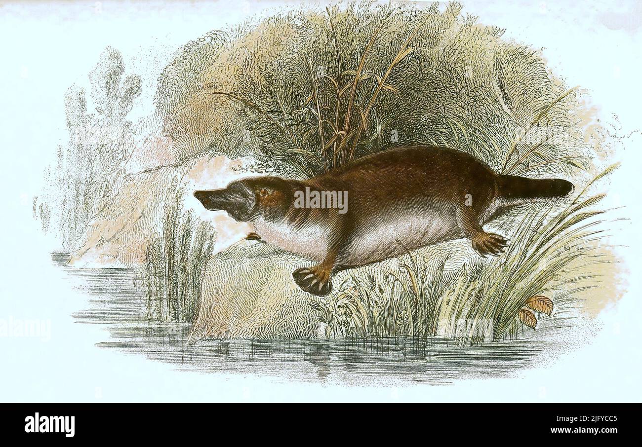 Schnabeltier, Ornithorhynchus anatinus / Duck Bill, platypu, Ornithorhynchus anatinus, Historisch, historique, Digital reproduction améliorée d'un original du 19th siècle / Digital restaurierte Reproduktion einer Originalvorlage aus dem 19. Jahrhundert, genaues Originaldatum nicht bekannt, Banque D'Images