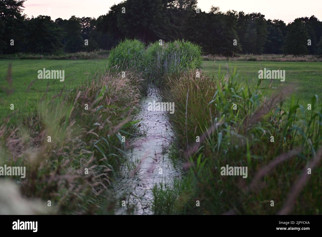 Petit ruisseau entre les prés avec des verts sur le côté Banque D'Images