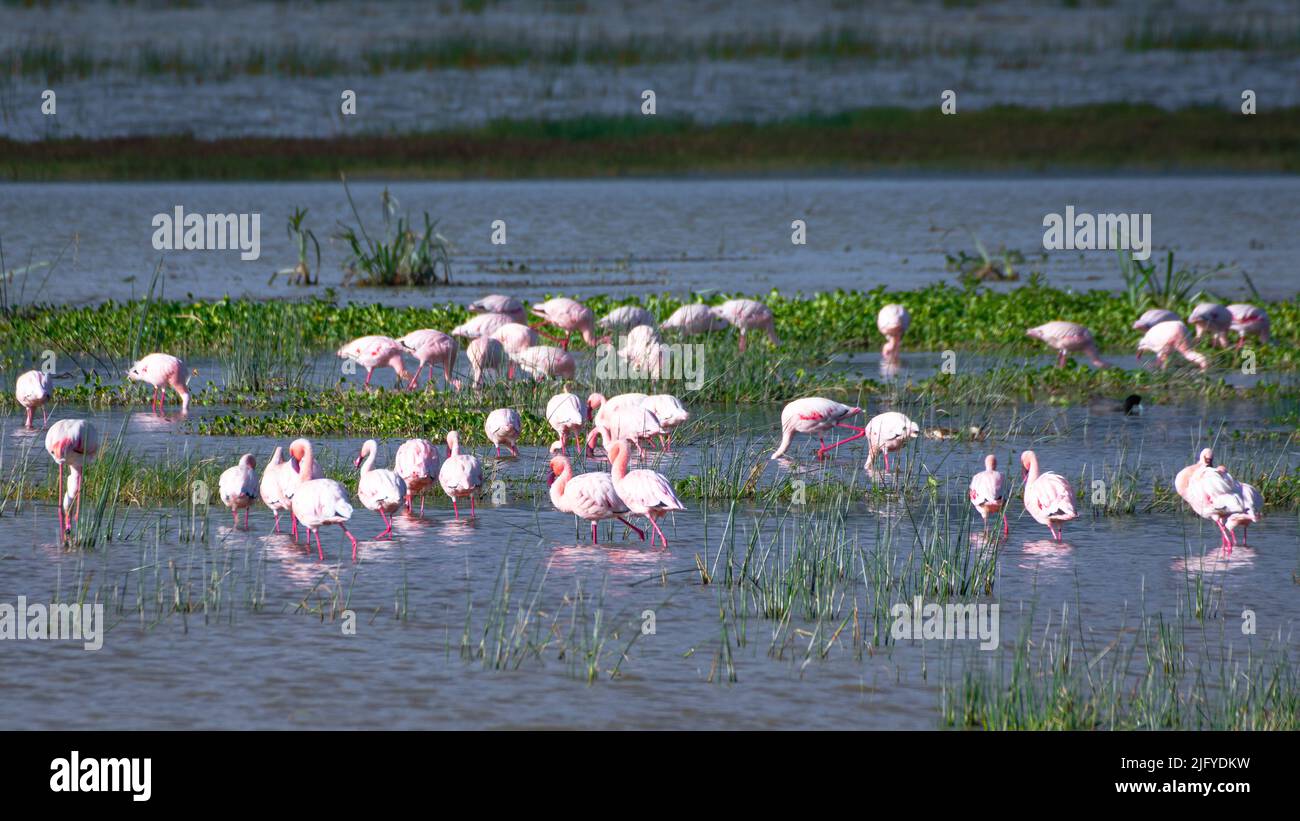 Groupe de flamants flammants au lac Magadi dans la zone de conservation du cratère de Ngorongoro. Concept Safari. Tanzanie. Afrique Banque D'Images