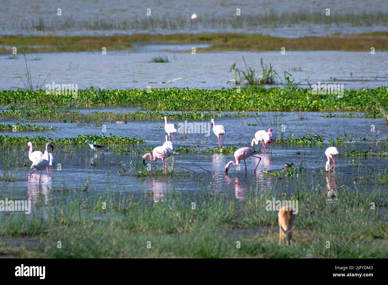 Groupe de flamants flammants au lac Magadi dans la zone de conservation du cratère de Ngorongoro. Concept Safari. Tanzanie. Afrique Banque D'Images