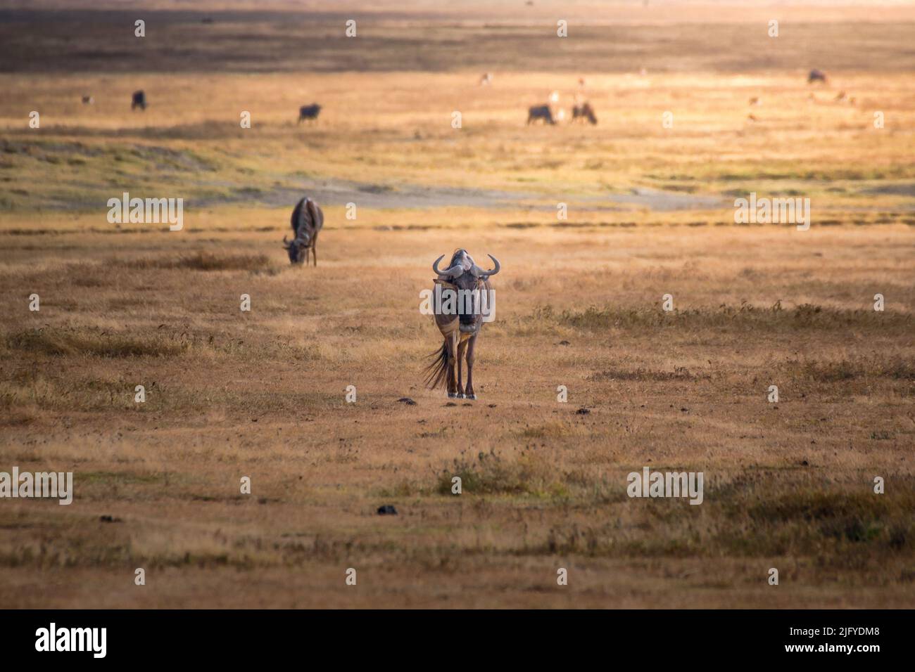 Le plus sauvage des prairies de l'aire de conservation du cratère de Ngorongoro. Concept Safari. Tanzanie. Afrique Banque D'Images