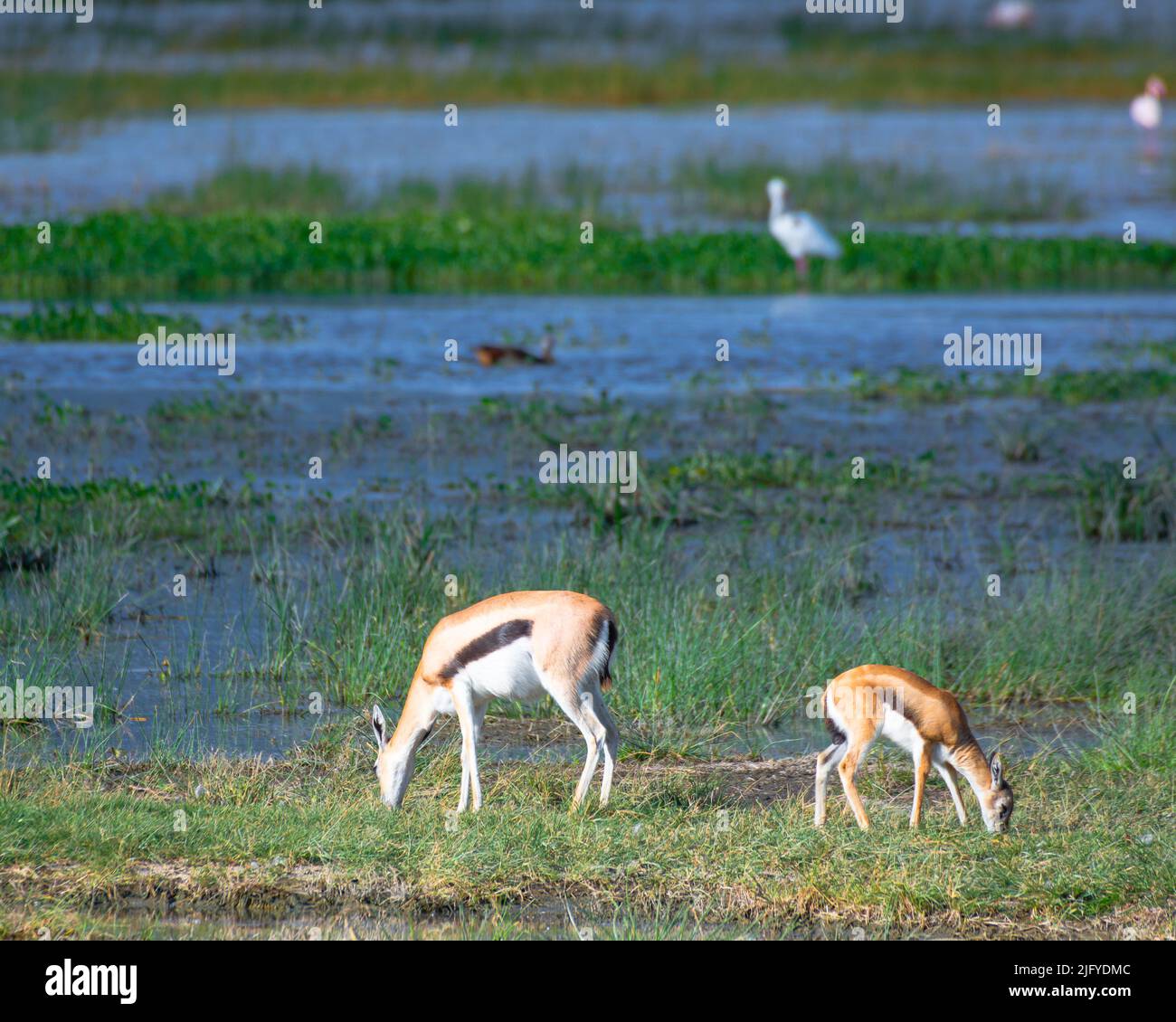 Mère et veau de la gazelle de Thompson dans les prairies de l'aire de conservation du cratère de Ngorongoro. Concept Safari. Tanzanie. Afrique Banque D'Images