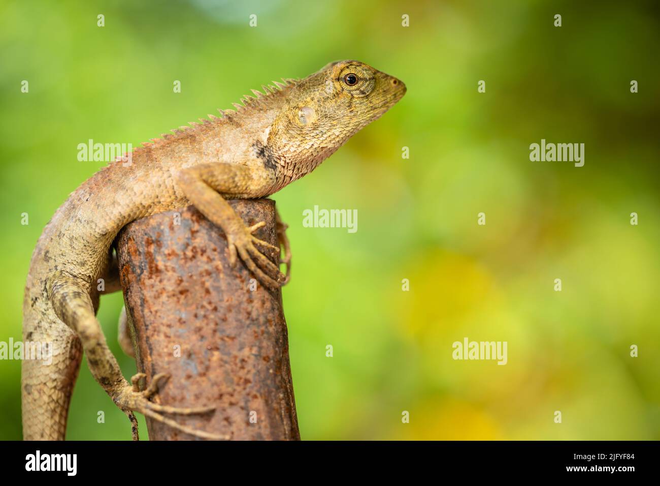 Macro Chameleon dans la nature. Prise de vue en extérieur sur un arrière-plan d'espace flou vert nature Banque D'Images