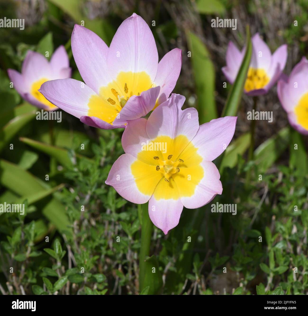 Tulpen sind sehr attraktive Fruehbluher. Sie ist eine Zwiebelpflanze mit vielen unterschiedlichen Farben. Les tulipes sont très attrayantes de fleurs précoces. Banque D'Images
