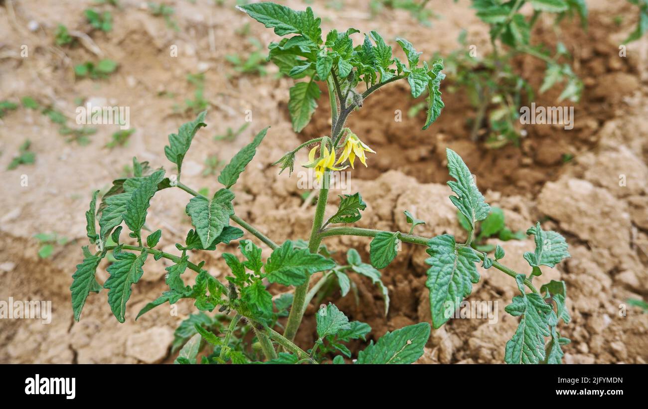 Gros plan photo de la plantule de tomate avec des planeurs sur le flou backgorund, mise au point sélective. Banque D'Images