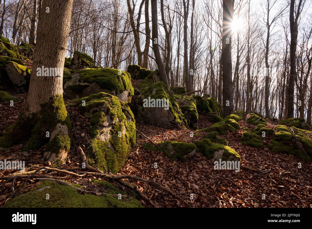Paysage forestier idyllique sur la colline de Kanstein dans une belle lumière d'hiver, avec de vieux hêtres et des rochers recouverts de mousse, Weserbergland, Allemagne Banque D'Images