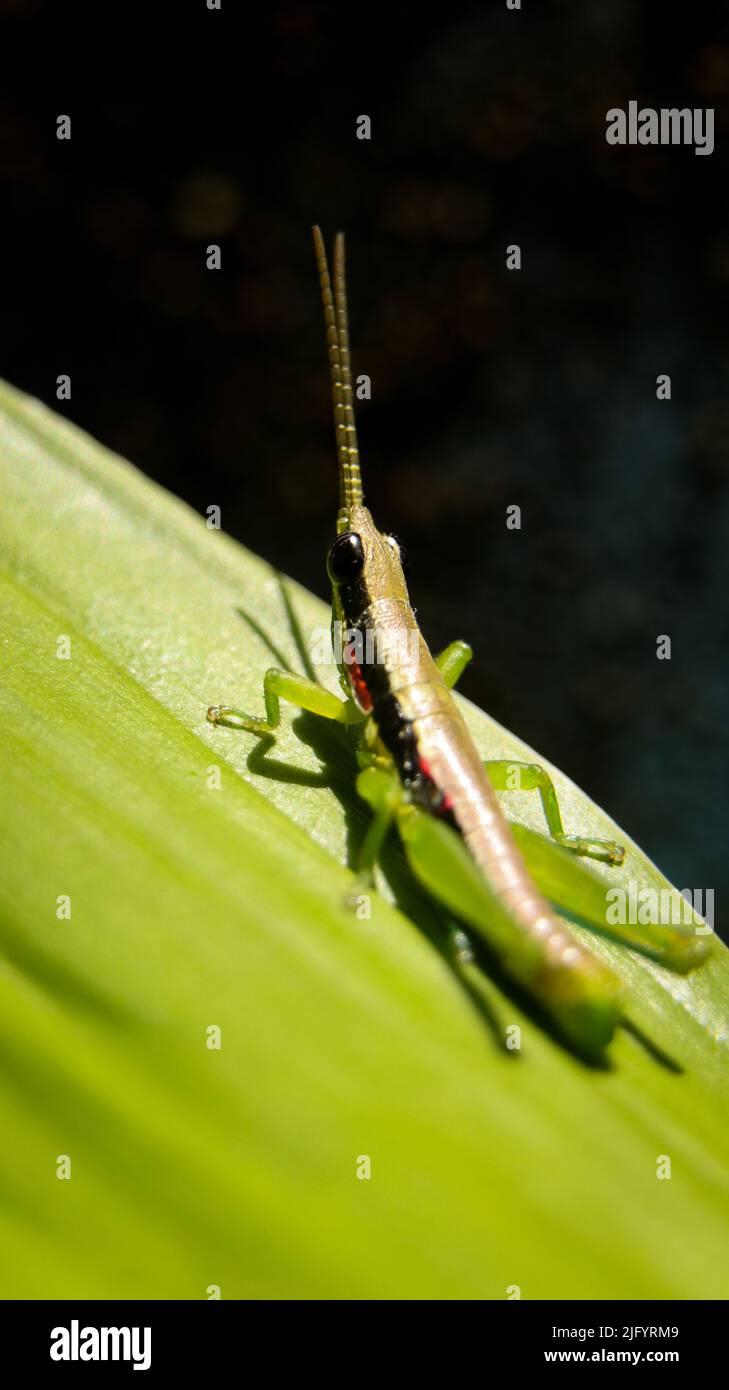 gros plan vertical d'un petit sauterelle à cornes avec de longues antennes, debout sur une feuille verte isolée sur un fond noir foncé Banque D'Images