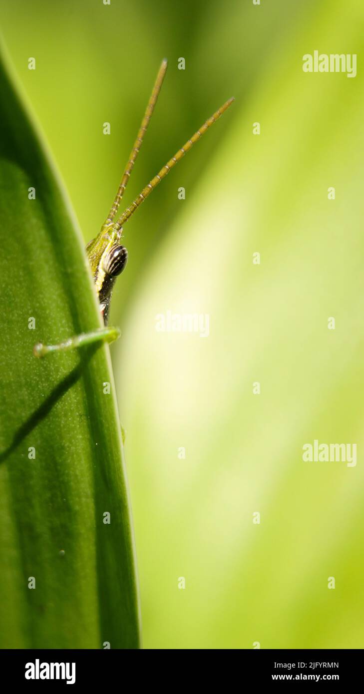 gros plan vertical d'un petit sauterelle à cornes avec de longues antennes, debout sur une feuille verte isolée sur un fond noir foncé Banque D'Images