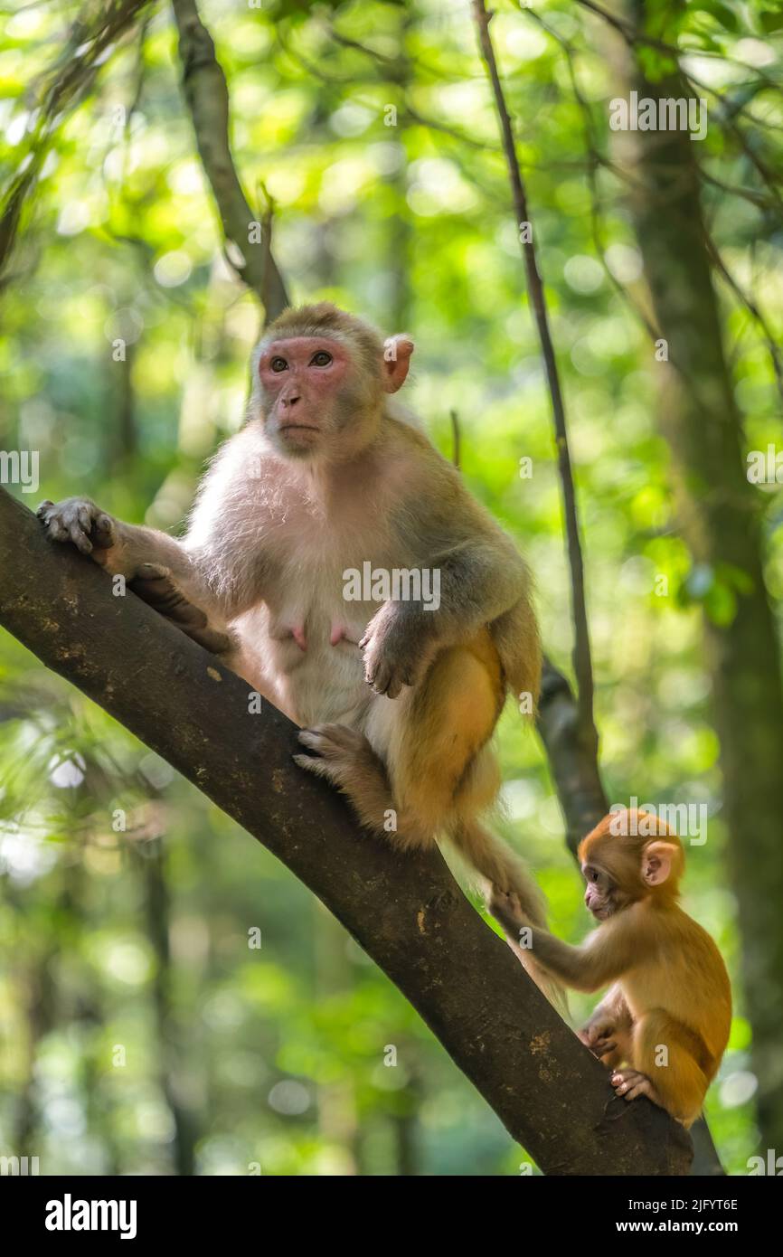 Pack de singes sauvages incluant mère et son adorable jeune arbre d'escalade dans une forêt, Ten Mile Gallery Monkey Forest, parc national de Zhangjiajie, Banque D'Images