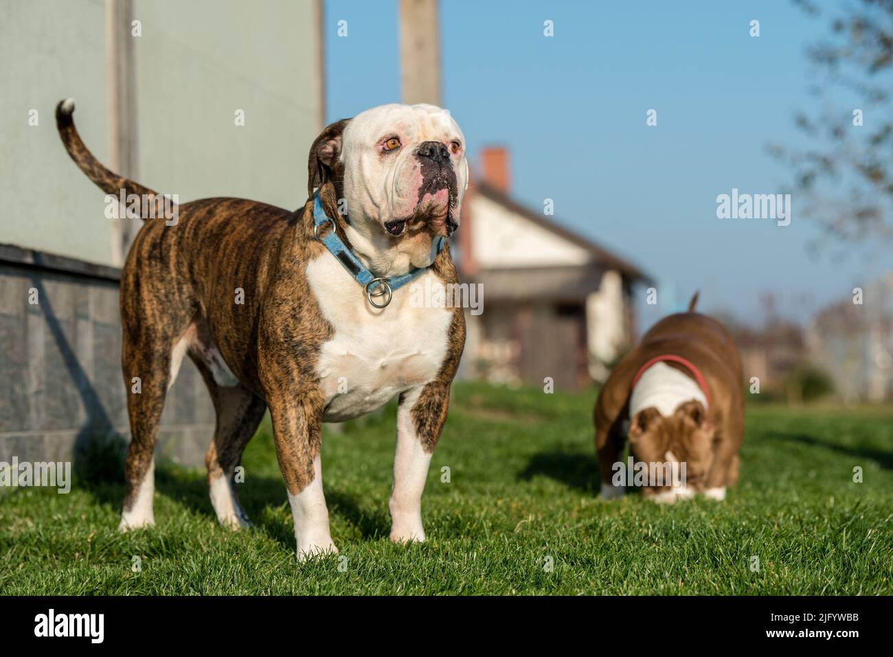 Pelage bringé chien Bulldog américain et chiot Bully américain à l'extérieur Banque D'Images