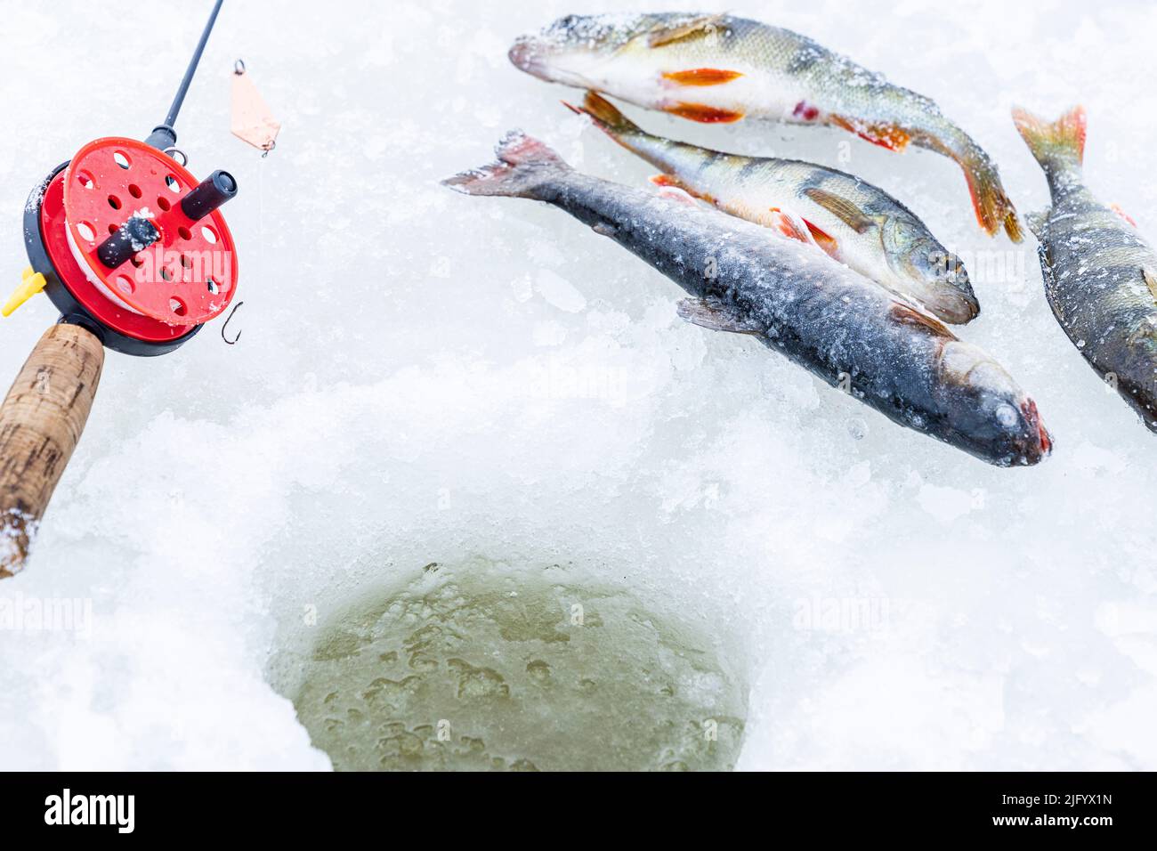 Vue rapprochée de la canne à pêche et des poissons se trouvant sur la glace à côté d'un trou sur le lac gelé, Laponie, Suède, Scandinavie, Euruope Banque D'Images