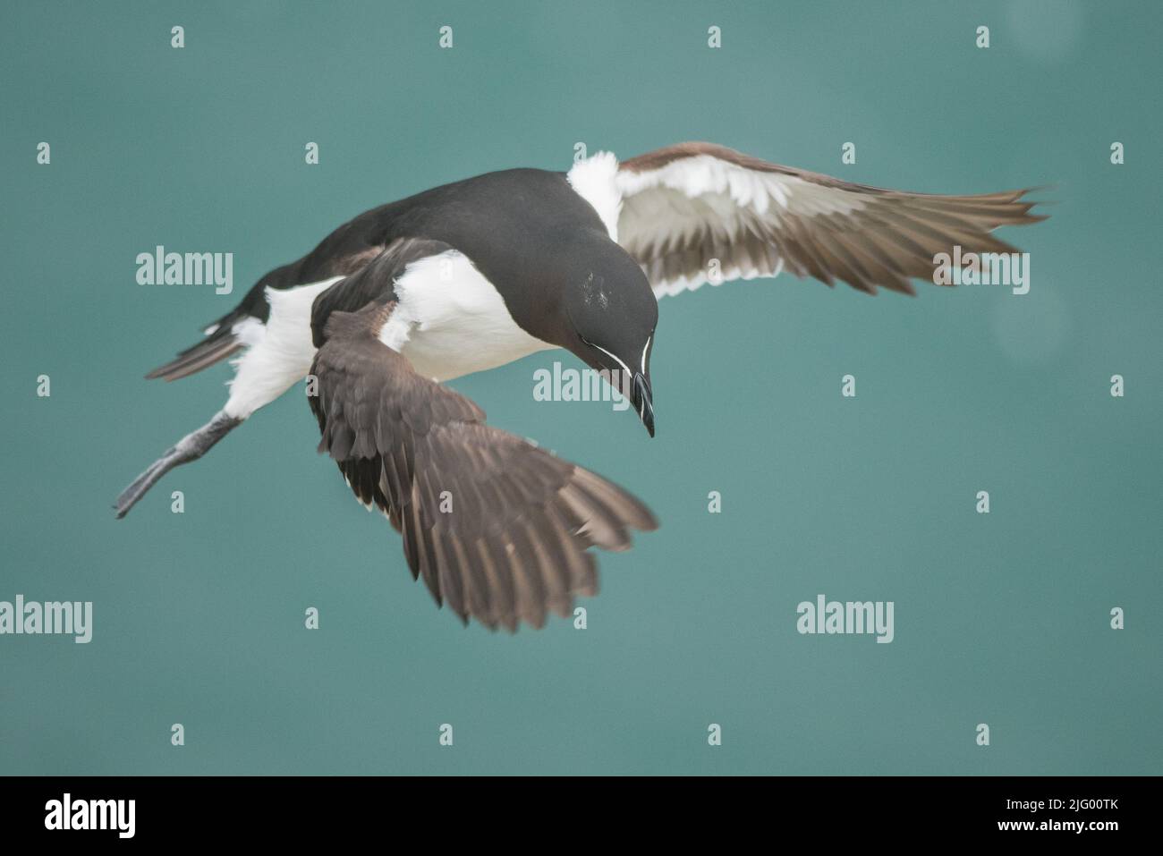 Razorbill (Alca torda) en vol sur l'île Skomer Banque D'Images
