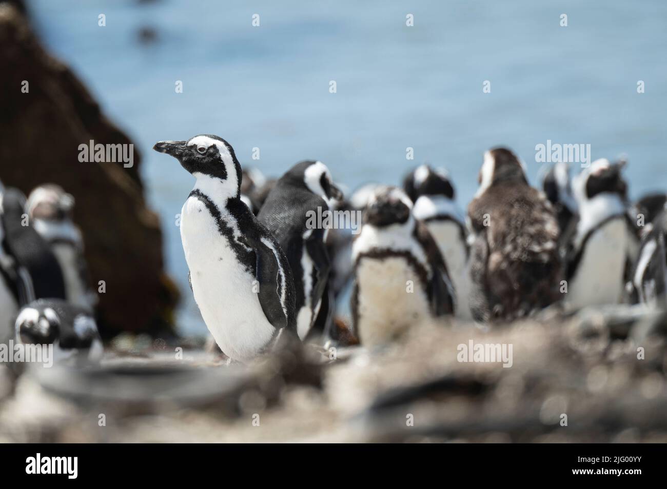Betty's Bay African Penguin Colony, Western Cape, Afrique du Sud, Afrique Banque D'Images