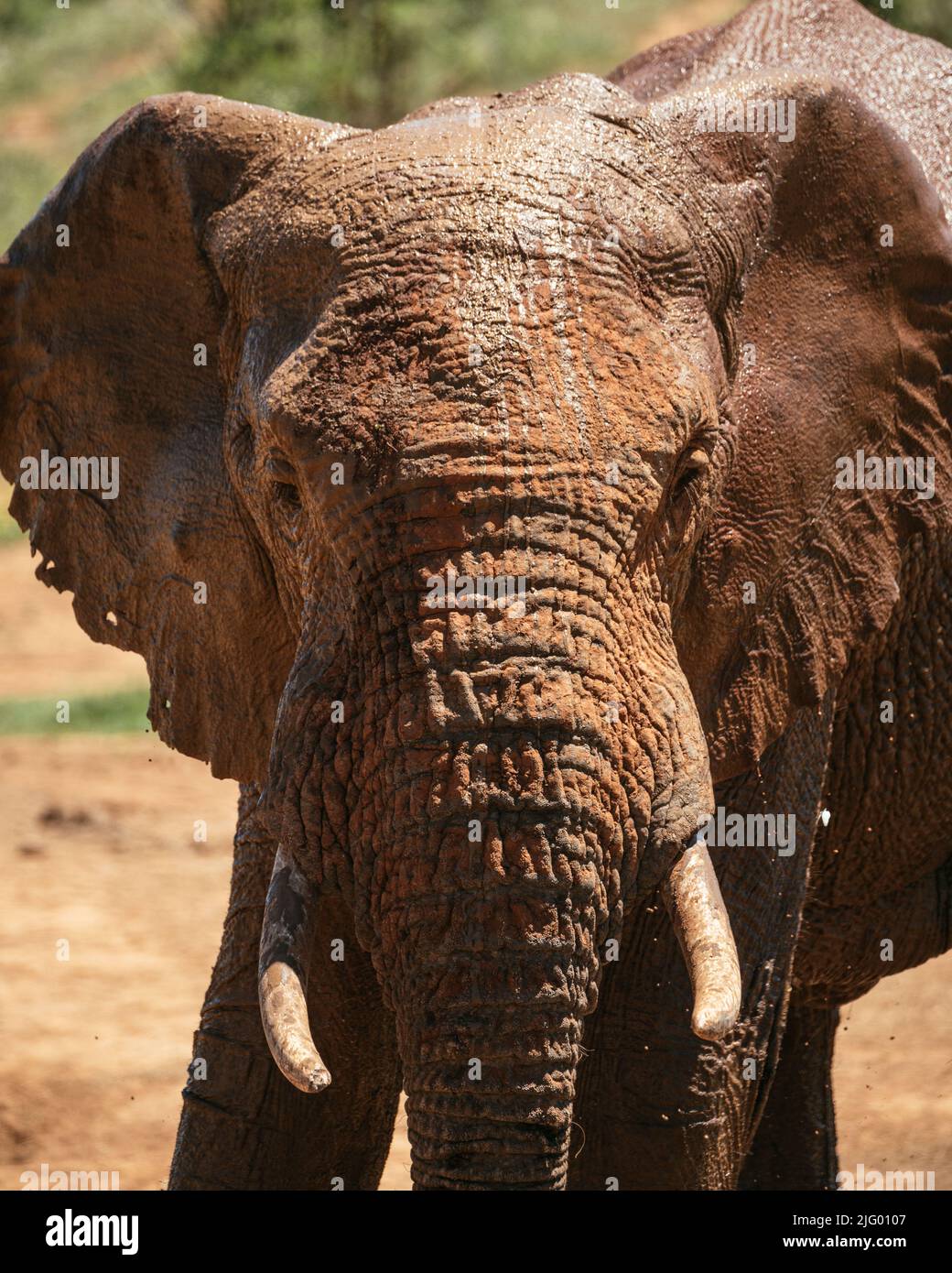L'éléphant d'Afrique au point d'eau, parc national de l'éléphant d'Addo, Cap oriental, Afrique du Sud, Afrique Banque D'Images
