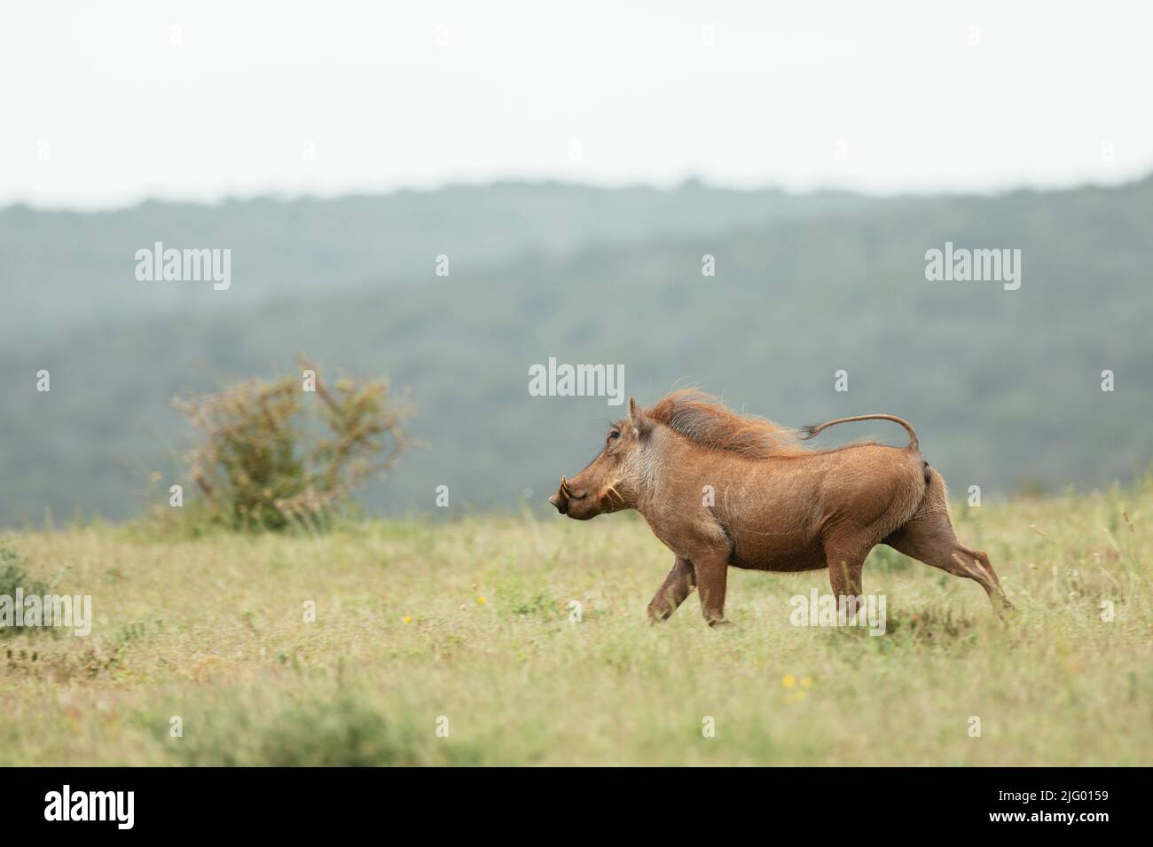 Warthog, Parc national de l'éléphant d'Addo, Cap oriental, Afrique du Sud, Afrique Banque D'Images