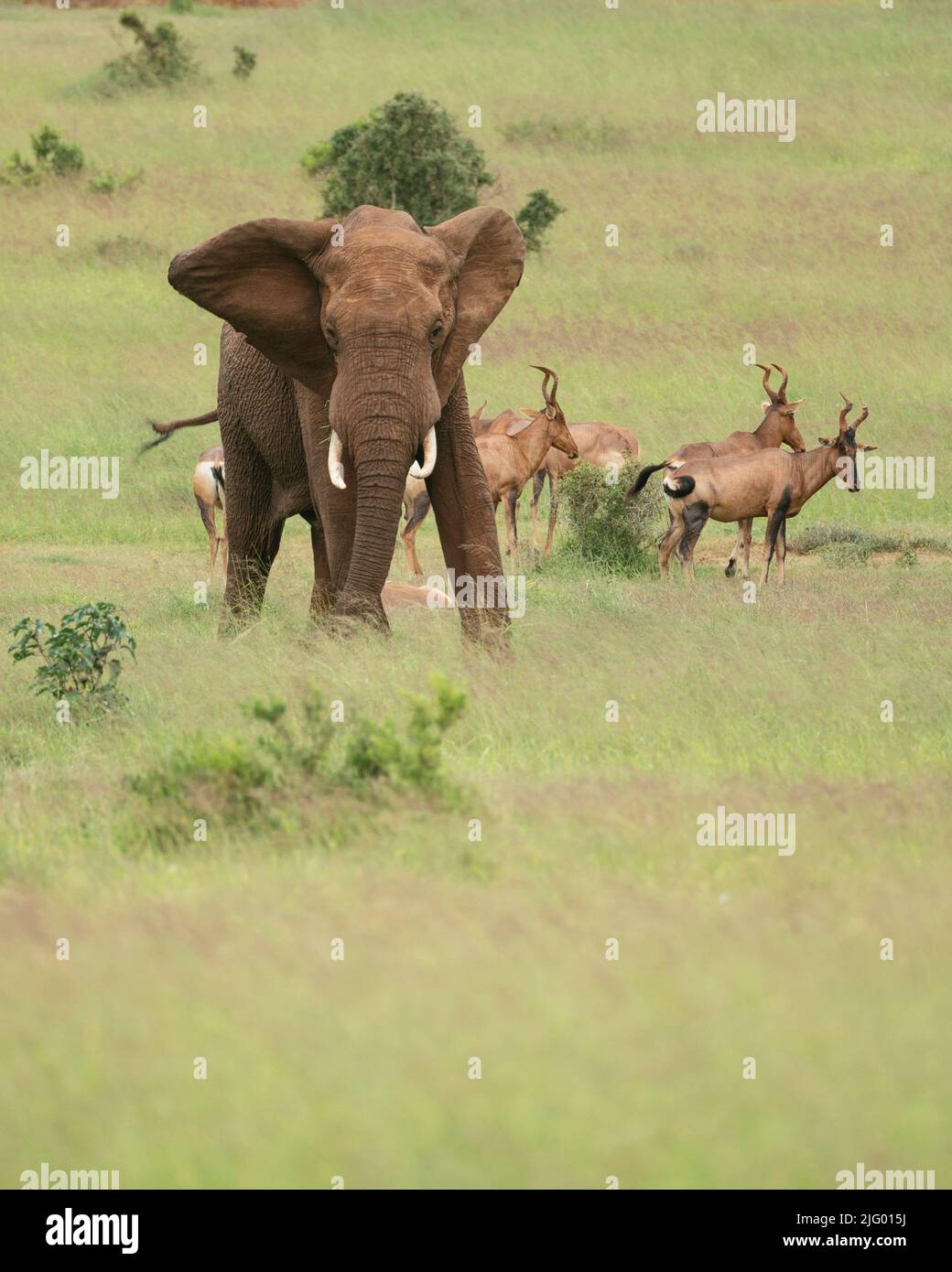Éléphant d'Afrique, Parc national de l'éléphant d'Addo, Cap oriental, Afrique du Sud, Afrique Banque D'Images