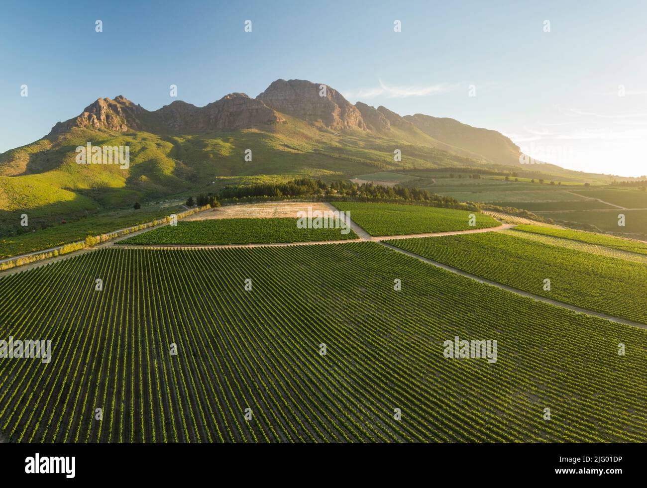 Vue aérienne des vignobles de vin près de Stellenbosch, Cap occidental, Afrique du Sud, Afrique Banque D'Images